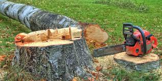 Best Tree and Shrub Care  in Fort Sumner, NM