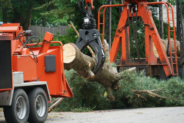 Trusted Fort Sumner, NM Tree Services Experts
