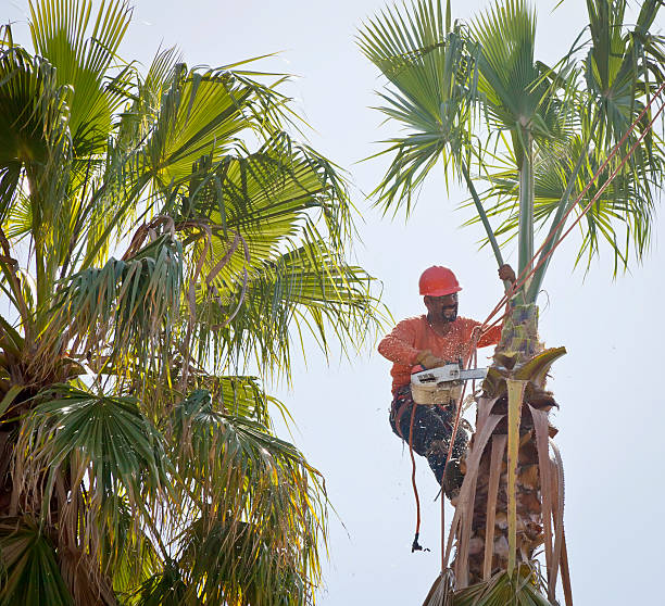 How Our Tree Care Process Works  in  Fort Sumner, NM
