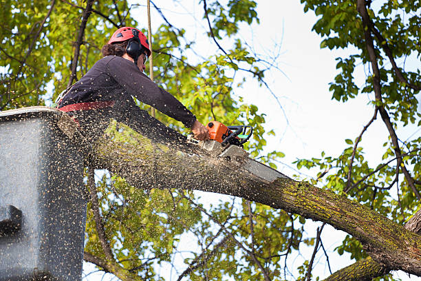 Best Pest Control for Lawns  in Fort Sumner, NM